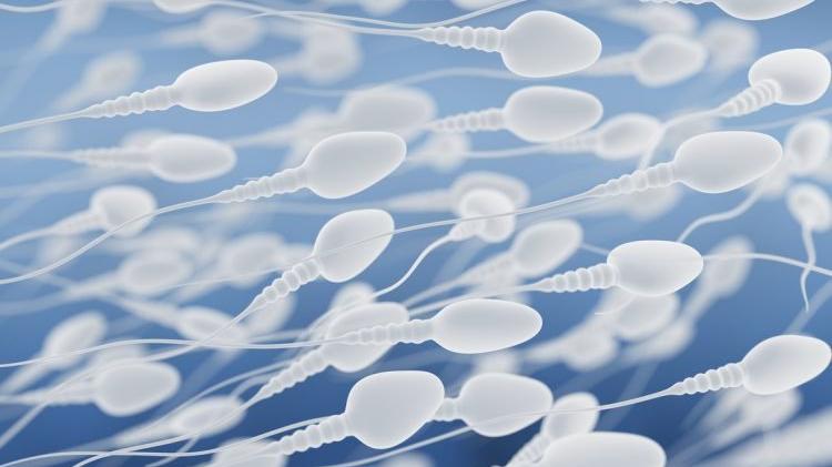 Sperm Sayısı Artıran 8 Önemli Besin